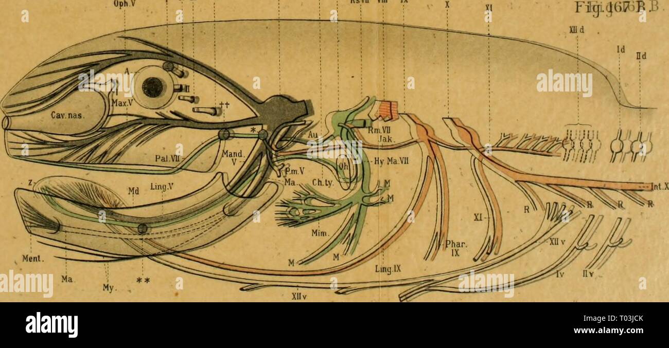 Einführung in die vergleichende Anatomie der Wirbeltiere, für Studierende. einfhrungindie 00 wied Jahr: 1907 Mand ext+ VH EIN. Ueber sieht über Sterben der Koptherven Anamnia (zu Grunde gelegt sind - sterben wasserifibenden Amphibien, besw. sterben.' jiipliiliienlarveii + ivra VI GG Pet Ce Figii^ GfiBB Hld. Id B.. Uebersicht über sterben Kopfnerven terrestrischer Wirbelthiere (zu Grunde gelegt sind Sterben Säugethiere.) VVJRiJBRtiSJWuEiaSitapgr^ - Wti ein^ ioimc-i-t-V/:&gt;' jeHfere • "Veri V fiustovFisclwrtienit, J Stockfoto