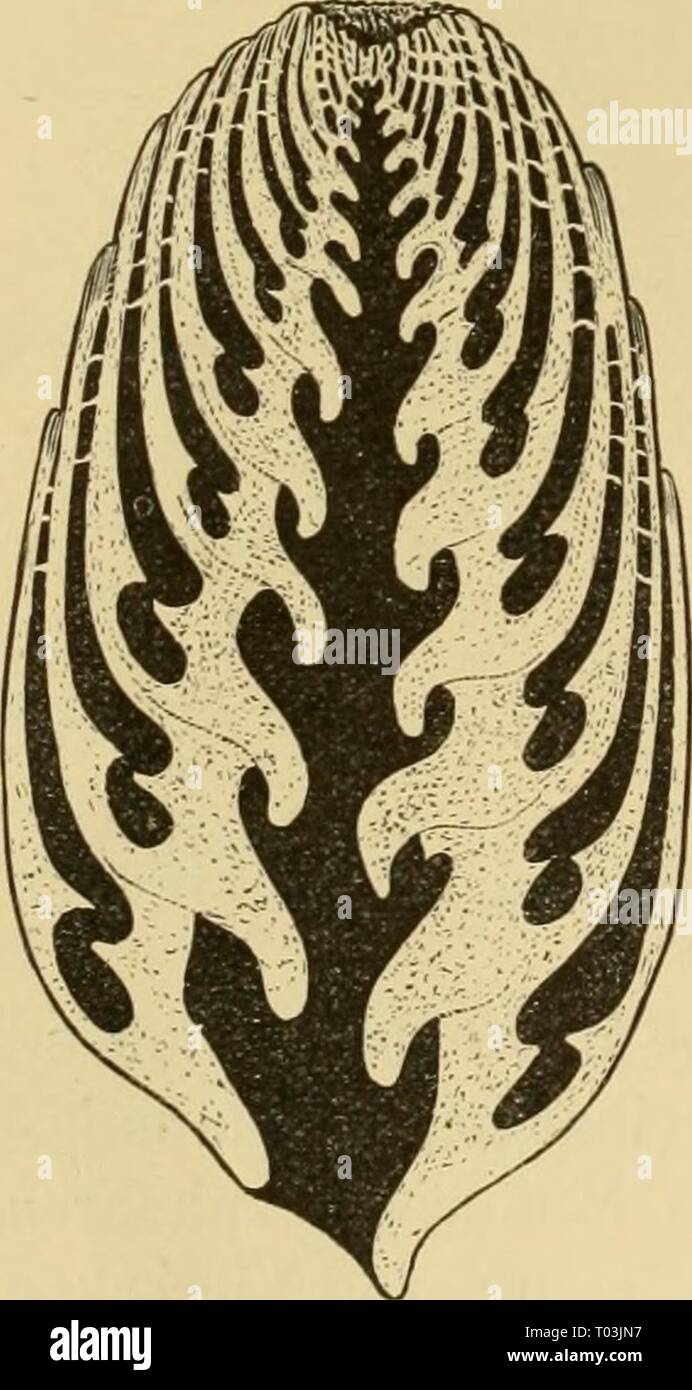 Dr. H.G. Bronn von Klassen und Ordnungen des Thier-Reichs: wissenschaftlich dargestellt in Wort und Bild. drhgbronnsklasse 0302 bron Jahr: 1896 210 Prosobranchia. Fi?. 42. entwickelt aii der Gattung, von der scliliesslicli Vohifa 18 Arten, die auf Grund der betreffenden Merkmale zu einem Stammbaum gruppirt Werdener; ebenso werdener Conus und Strombus behandelt. Ich gebe denen Stammbäume sterben, sterben, sterben Verfasserin Abbildungen in Reeve's "Conchologia iconica' zu Grunde gelegt hat. Ich weise hier nur noch auf die Thatsache hin, dass sich in vielen Gesamtkoordinator noch eine andere Gittersculptur Bürsten, deren Ripp Stockfoto