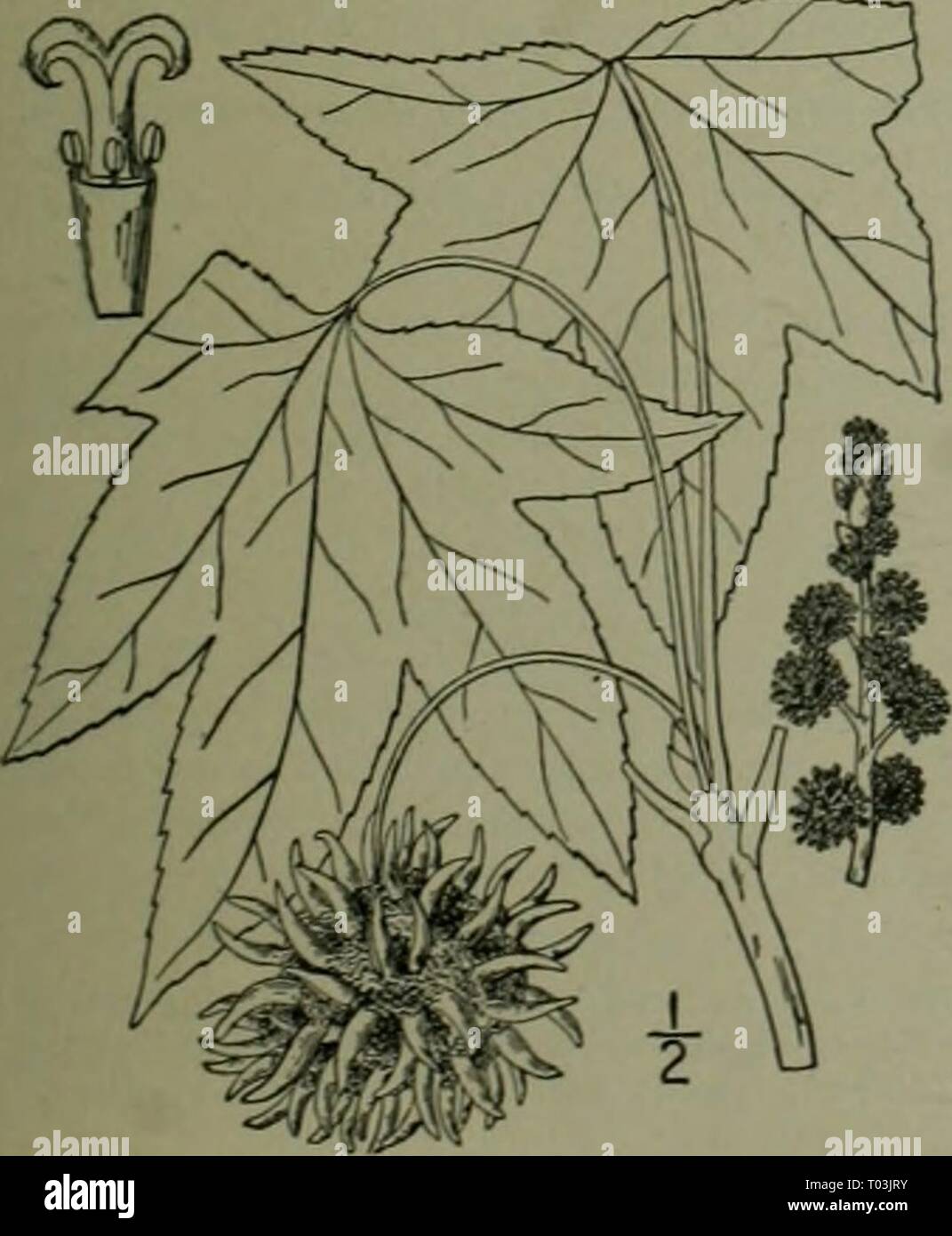 Eine Illustrierte Flora von der nördlichen USA, Kanada und die britischen Besitzungen: von Neufundland zu den Parallelen der südlichen Grenze von Virginia und vom Atlantik westwärts nach dem 102 Meridian. ed2illustratedflo 02 brit Jahr: 1913 I. Hamamelis virginiana L. Hexe - HazeL Abb. 2195. Hamamelis virginiana L Sp. PI. 124. 1753. Ein Strauch, oder selten einen kleinen Baum mit max-imum Höhe ca. 25°, die Zweige leicht scurfy oder kahl. Kurze Blätter - petioled, verkehrt eiförmig oder breit oval, stumpf oder am Apex hingewiesen, etwas herzförmige und, ungleiche an der Basis, Ganglion - pubesc Stockfoto