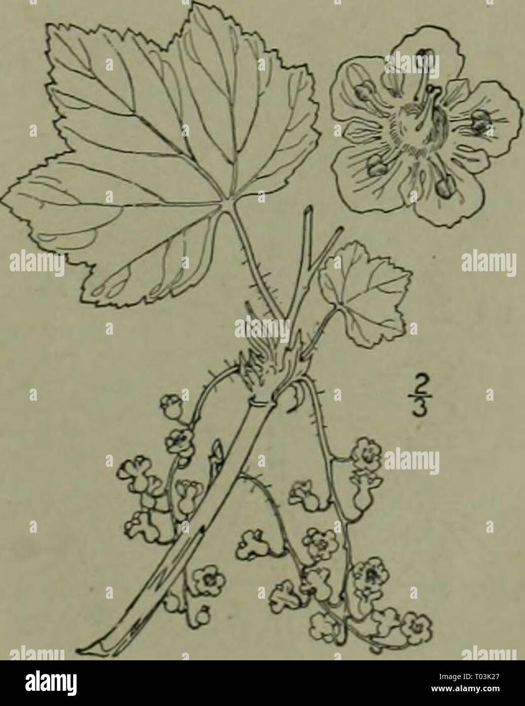 Eine Illustrierte Flora von der nördlichen USA, Kanada und die britischen Besitzungen: von Neufundland zu den Parallelen der südlichen Grenze von Virginia und vom Atlantik westwärts nach dem 102 Meridian. ed2illustratedflo 02 brit Jahr: 1913 Stockfoto