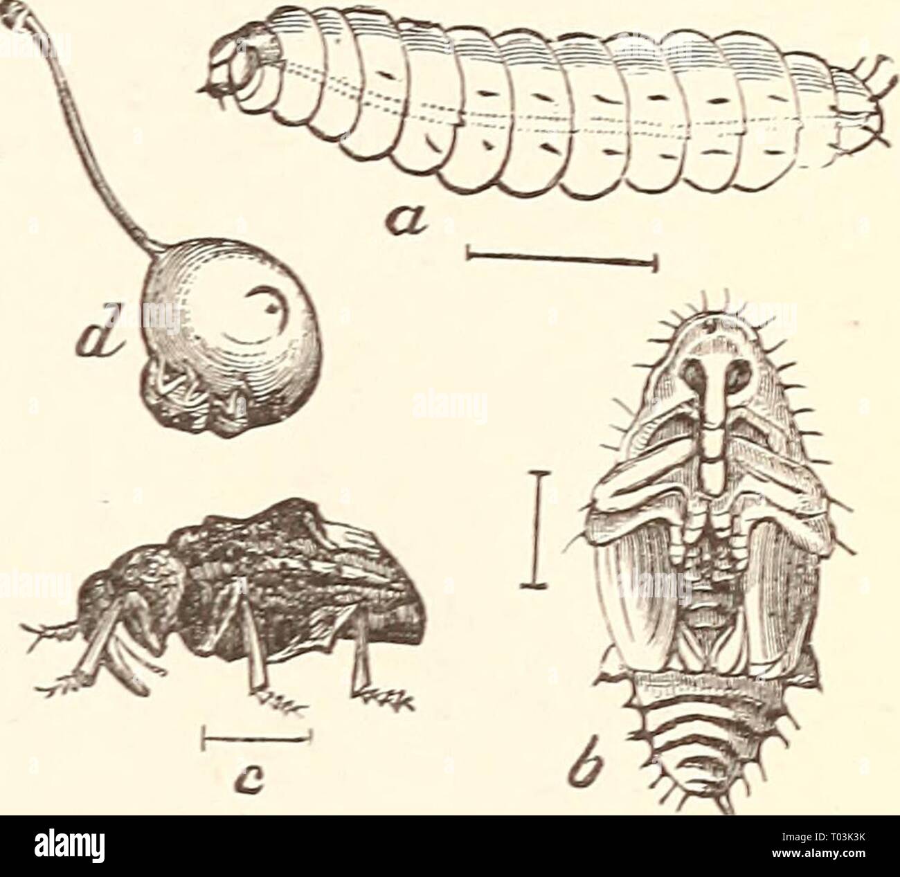 Ökonomische Entomologie für den Landwirt. . Economicentomolo 00 Smit 0 Jahr: 1896 das Insekt der Welt. 233 Abb. 240. Pflaume - curculio, Conotrachelus? ienu-Phar-A, Larve, Puppe; b; c; d, Käfer an der Arbeit über eine junge Pflaume, show-ing ein Halbmond markieren. Blätter von Pflaume, Pfirsich, Aprikose, Kirsche, Apfel und Birne. Wenn die Frucht gesetzt hat und von der Größe eines Marmor geworden, das Insekt ist ein halbmond-förmigen Schlitz, erhebt eine kleine Klappe aus der sur-Rundung Gewebe und in diesem Es legt ein Ei. Letztere Luken in ein paar Tagen, aber die weißlichen, grub - wie Lar^ Bohrungen auf einmal die Samenkapsel, wodurch die Stockfoto