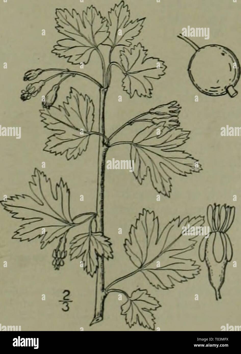 Eine Illustrierte Flora von der nördlichen USA, Kanada und die britischen Besitzungen: von Neufundland zu den Parallelen der südlichen Grenze von Virginia und vom Atlantik westwärts nach dem 102 Meridian. ed2illustratedflo 02 brit Jahr: 1913 6. Grossularia rotundifolia (Michx.) reg. & Britt. Östlichen Wild Goose-Berry. Abb. 2210. Ribes rolundifonum Michx. Fl. Bor. Bin. Ich: Nein. 1803. Grossularia rotundifolia Reg. & Britt. N. A. Fl. 22:22 ^. 1908. Knotenanzeigen Stacheln meist in kurzen, oder oft Insgesamt wollen, und die Stacheln wenige oder keine. Blätter! 5 roadly suborbicular, keilförmige zu subcordat Stockfoto