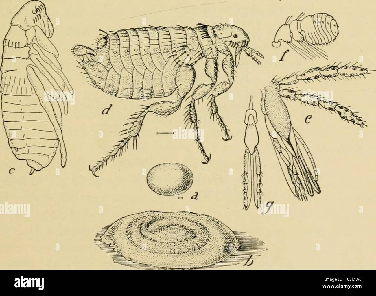 Elementare Entomologie. elementaryento 00 sand Jahr: 1912 Fliegen, Mücken, Mücken 241 haben die geringsten Rudimente der Wing-Pads. Die hinteren Beine sind stark entwickelt, so dass die} - in der Lage sind, eine beträchtliche Strecke zu springen. Im erwachsenen Stadium sie leben auf verschiedenen warmblütigen Tieren, deren Blut saugen. Die Eier werden über in die Schlafplätze von Haustieren und in den Ritzen der Stockwerke verteilt. Die Larven sind wurmartige Kreaturen, mit einem klaren Kopf, aber ohne Beine. Sie ha'e beißen Mund-Teile, und Futter, die auf Partikel des verfallenden tierischen und pflanzlichen Materie immer abundan Stockfoto