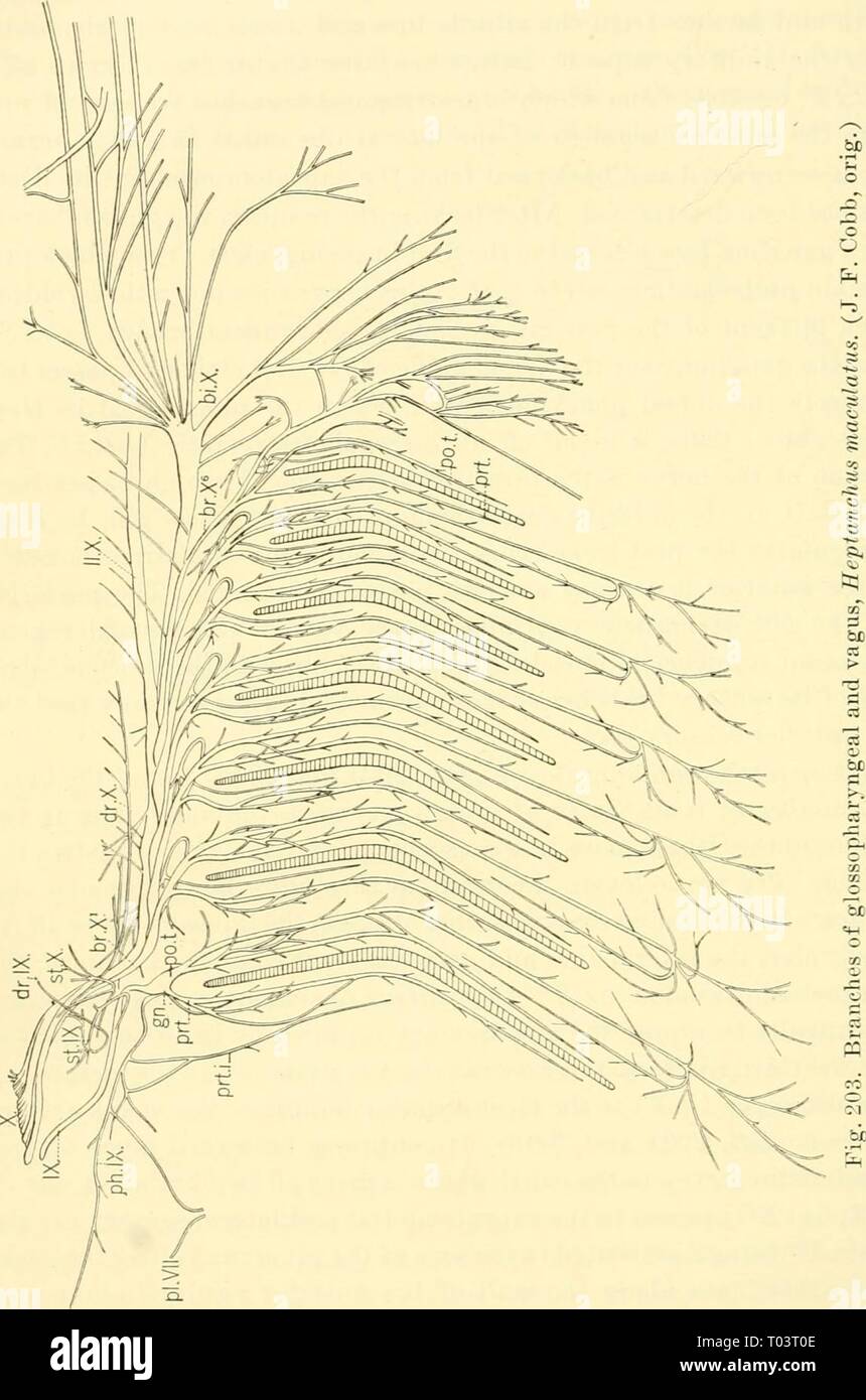 Die knorpelfischen Fische. elasmobranchfish 03 dani Jahr: 1934 226 Die KNORPELFISCHEN FISCHE 0rt M en^r - 0 BP. ICH 'So^.-g S (U iN^!-i S*-H^o^ rS=3^^ a-g 1,0^^.^a^0 0^ hs^Â°^. 2 in Fl â Â "^3 0 3 3 Tic-S. 2'^cS -^-*- • ^>> cj ^ = M-^S^0?>>! ?*-, T-i IB0-M^^. S g > 13 ^. - 1 0 i=! Cj J  0 ft - r'* 02 U S-2"-Bio/2j^' SS> X n0s Ti .3 0 â â¢ - "Od-tH-tJ J^^^ 02^S' 2 0 03 = â ¦ -1 0 0>.^ Ci m en 0't^Â" (-l 0 s W CS S C c t-P '^0 = W C 3 CI'r Â°'^ Â £ r^C Â £ r 2 2 -3^^" 5ci^L^O Â £ J-1^'rt=4^rt g o^3 h r o=* • J-C-H Stockfoto