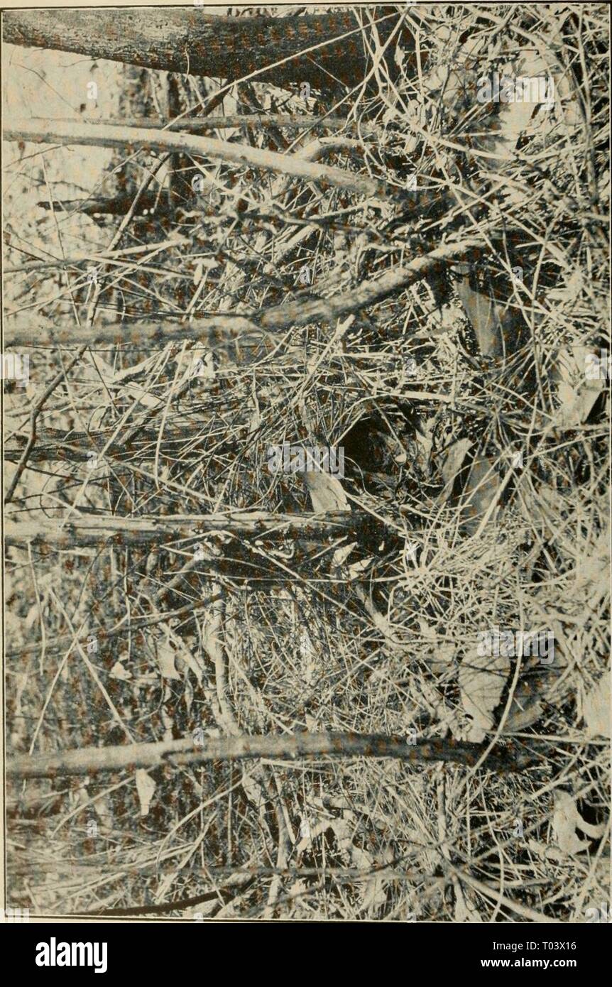 Die Wwu: offizielles Organ des Australasian Ornithologists' Union. emuofficialorgan 1419141915 roya Jahr: 1901 Die Wwu, Vol. XIV. Platte XX. Stockfoto