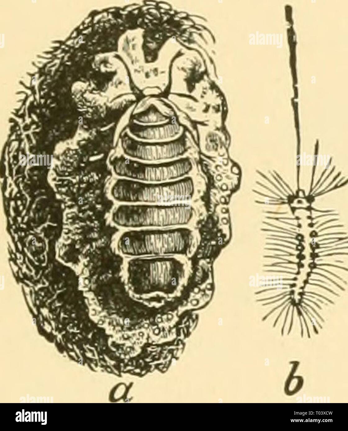 Ökonomische Entomologie für den Landwirt und Winzer. economicentomolo01 smit Jahr: 1906 das Insekt der Welt. 269 Weibchen hat keine Spur von ihnen, was auch immer. Die Flügel der Männchen sind staubig in der Farbe Grau, mit relativ deutlichen, schwärzlich Linien gekreuzt, und mit einem kleinen weißen Fleck in der Nähe der äußeren unteren Winkel, die Gi-es das Insekt seinen Namen, leucostignia. Die Antennen sind Prom-inently gefiederten oder pectinated und die vorderläufe sind lang, sehr hübsch, Getuftet, und halten, wenn in Ruhe einige Entfernungen vorwärts projizieren. Das Insekt ist nicht oft während des Tages gesehen, und USU-Ally ruht bis zum Einbruch der Dunkelheit, Wh verborgen Stockfoto