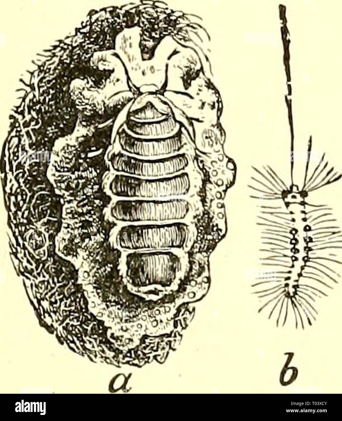 Ökonomische Entomologie für den Landwirt und Winzer [microform]: und für die Verwendung als Text-Buch in der landwirtschaftlichen Schulen und Colleges. economicentomolo 00 insmit Jahr: 1896 das Insekt der Welt. 269 Weibchen hat keine Spur von ihnen, was auch immer. Die Flügel der Männchen sind staubig in der Farbe Grau, mit relativ deutlichen, schwärzlich Linien gekreuzt, und mit einem kleinen weißen Fleck in der Nähe der äußeren unteren Winkel, in dem das Insekt seinen Namen, leiuostigma. Die Antennen sind Prom-inently gefiederten oder pectinated und die vorderläufe sind lang, sehr hübsch, Getuftet, und halten, wenn in Ruhe einige Entfernungen vorwärts projizieren. Das Insekt ist kein Stockfoto