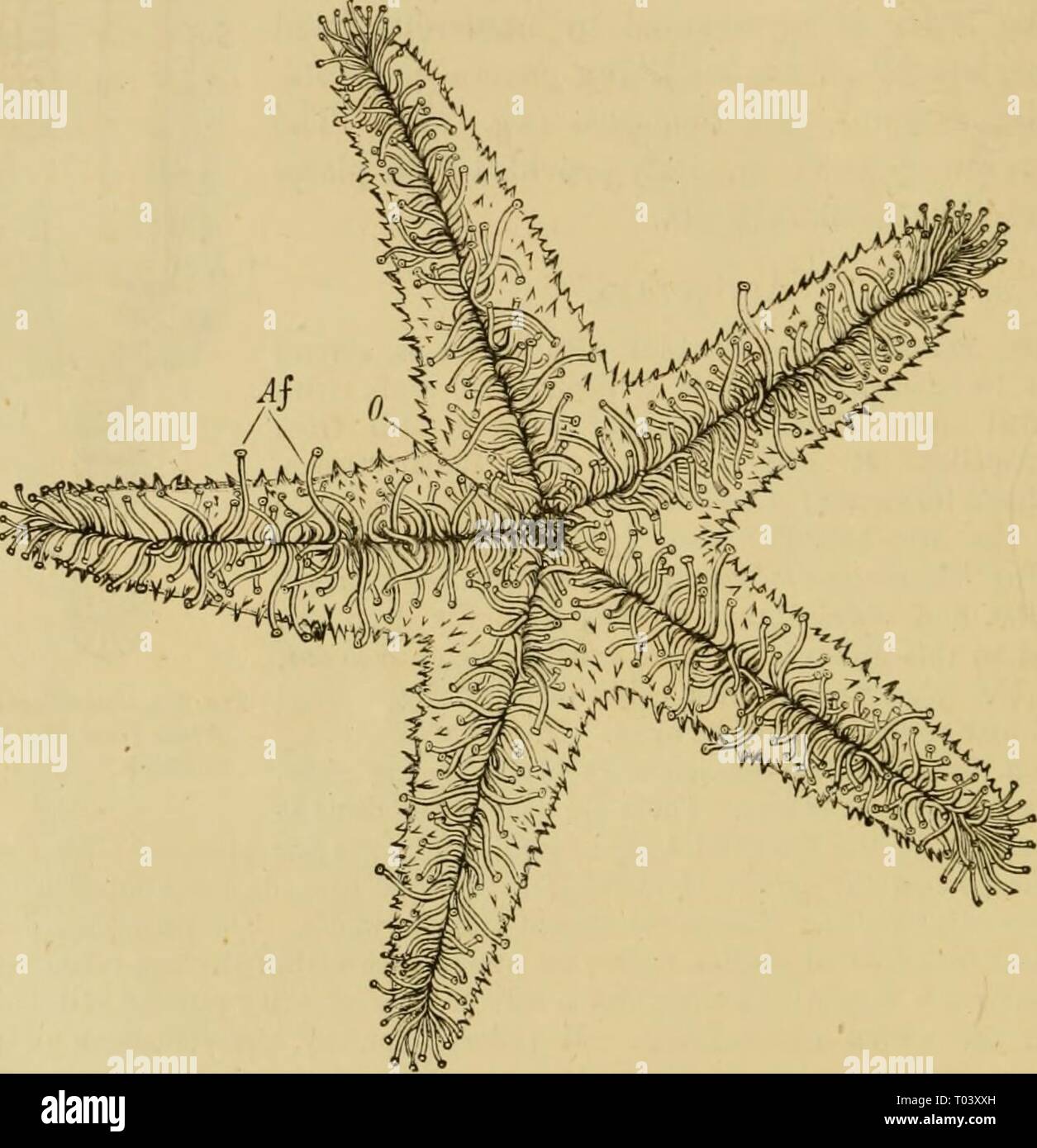 Elementare Lehrbuch der Zoologie, Allgemeiner Teil und Besonderer Teil: Protozoen, insecta. elementarytextbo 00 clau Jahr: 1892 290 i: CHI> 'ODEBMATA. Klasse II - ASTEROIDEA (SEESTERNE). * Stachelhäuter vnth dorso-ventrcdly komprimierte 2^e'>^ tf'i- onen oder sternförmigen Körper. TJie amhxdacral Füße sind an der ventralen Oberfläche beschränkt. Interne Skelett 2'> i^ces in der amhidacra zusammen wie rtehrcB artikuliert haben. Der Stern - Fische sind hauptsächlich gekennzeichnet hj die vorherrschenden fünfeckiger oder Stern - wie scheibenförmigen Form des Körpers, an der ventralen Abb. 233. - EcTiinasfo seiifiis, von der mündlichen Oberfläche (af Stockfoto