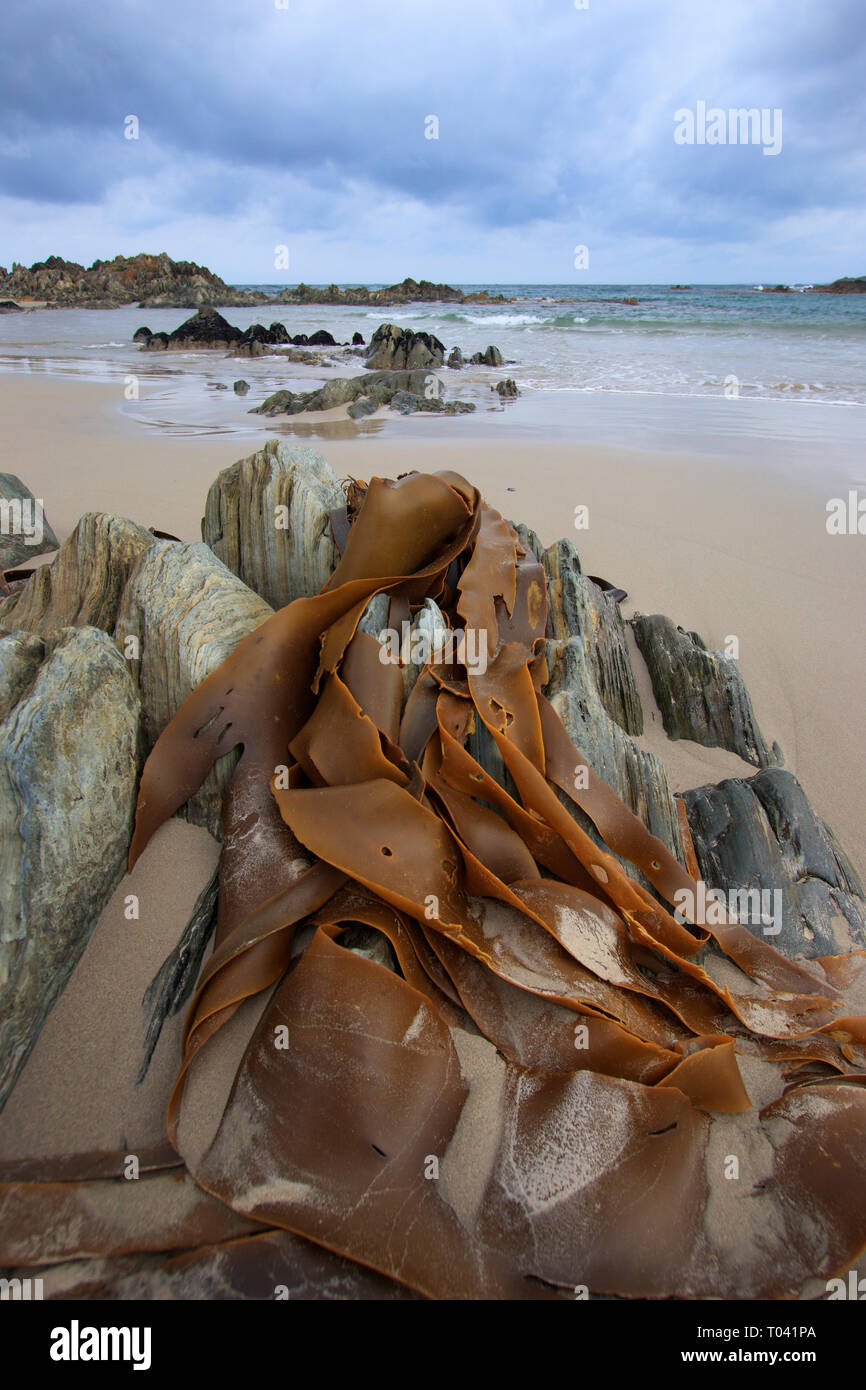 Seetang oder Algen bis auf einem entfernten Tasmanien Strand gespült. Kelp ist für die Produktion der Lebensmittel, Seife, Dünger, Glas verwendet, und viele andere Produkte. Stockfoto