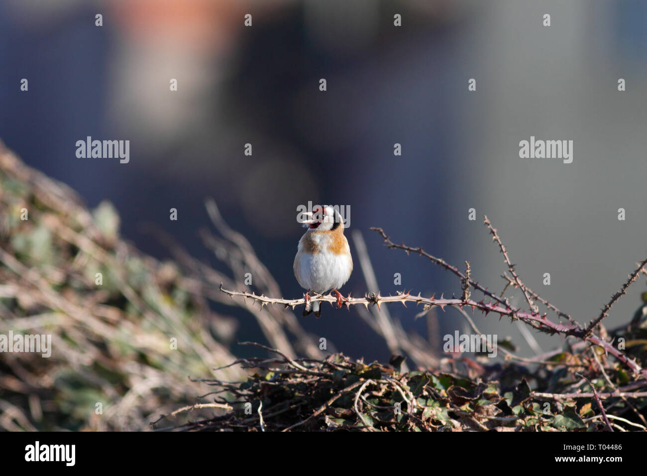 Bunte europäischen Stieglitz (Carduelis carduelis) sitzen auf Brambles mit Dornen, Singen, nördlich von Portugal Stockfoto