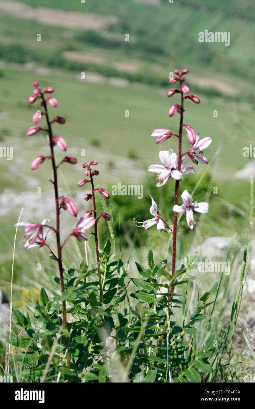 Schöne Nahaufnahmen der Fraxinella oder brennenden Busch Stockfoto