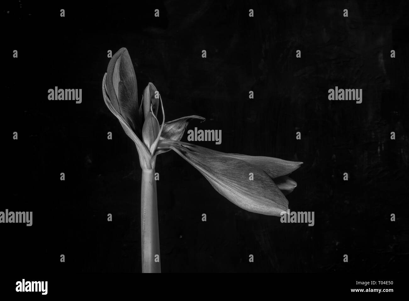Amaryllis-Birne rote Blütenknospe beginnt zu blühen vor schwarzem Hintergrund in Schwarzweiß Stockfoto