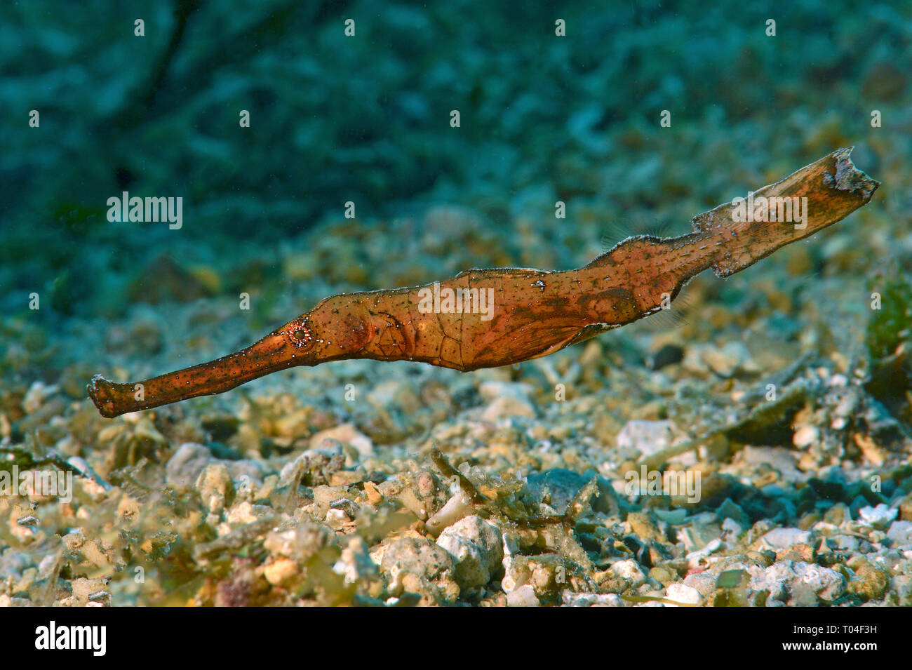 Robuste Geisterpfeifenfisch (Solenostomus cyanopterus), Milne Bay, Papua Neu Guinea Stockfoto
