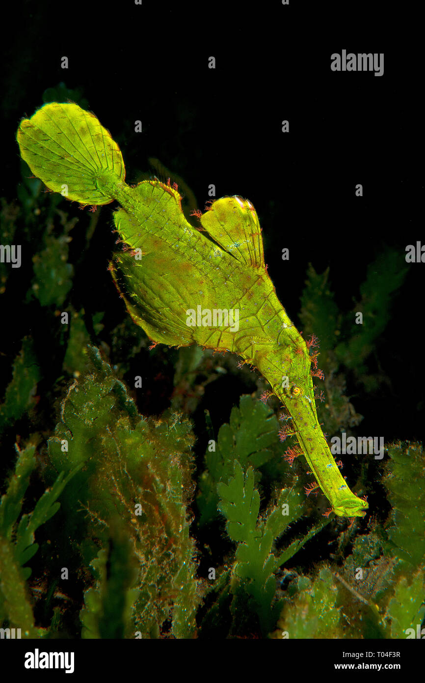(Solenostomus Halimeda Geisterpfeifenfisch halimeda), Komodo, Indonesien | Halimeda Geisterpfeifenfisch halimeda (Solenostomus), Komodo, Indonesien Stockfoto