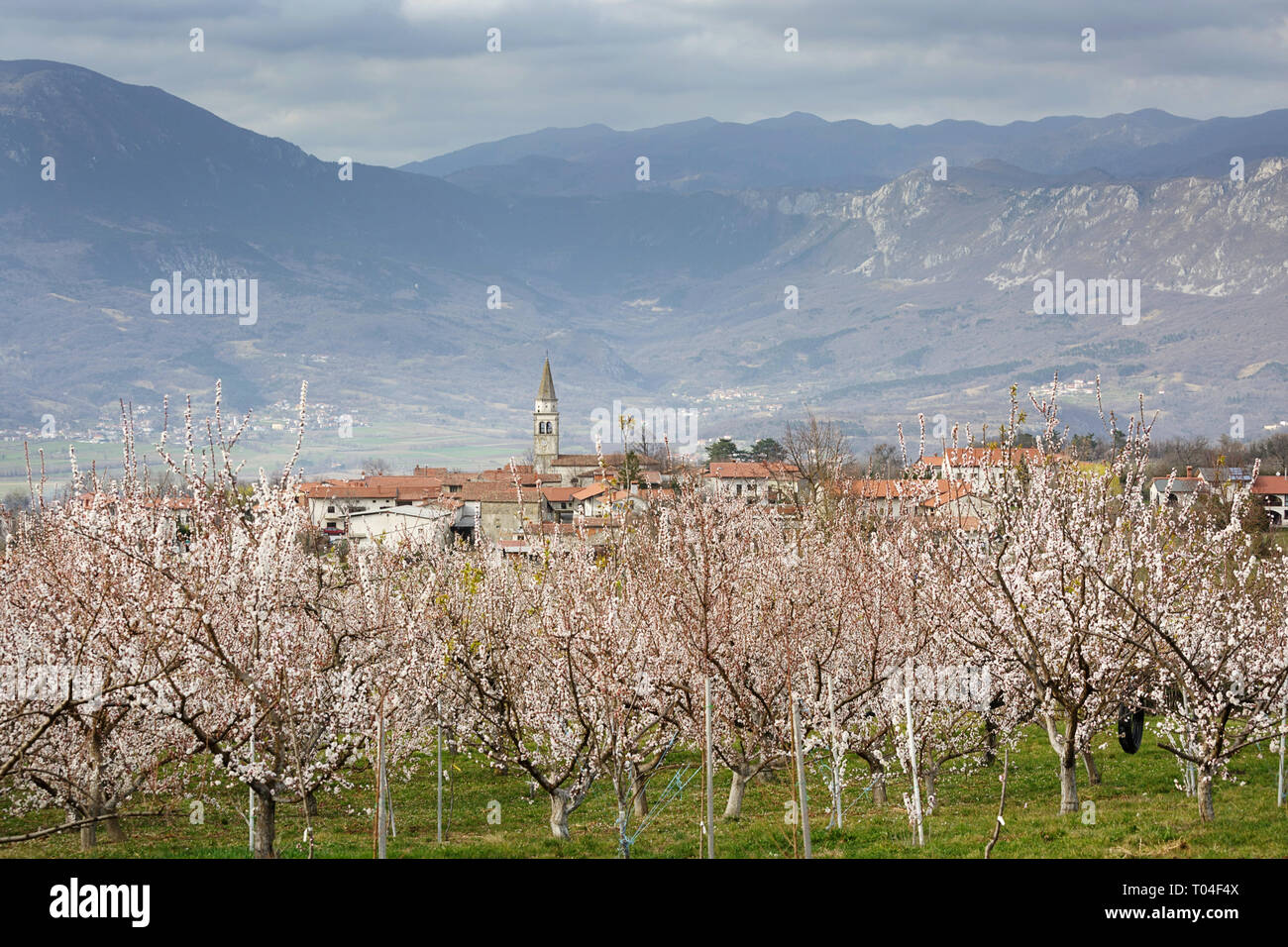 Aprikosen blühen und ein traditionelles Dorf im Vipava-tal, Slowenien Stockfoto