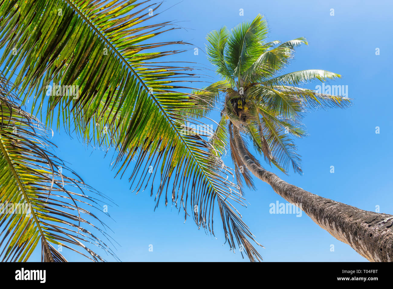 Kokospalmen vor blauem Himmel am tropischen Strand. Stockfoto