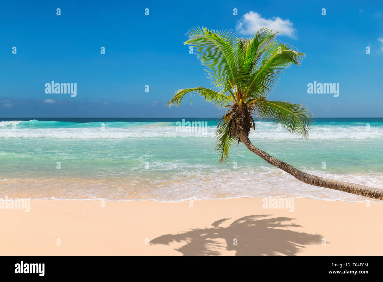 Coco Palm über Coral Beach. Stockfoto