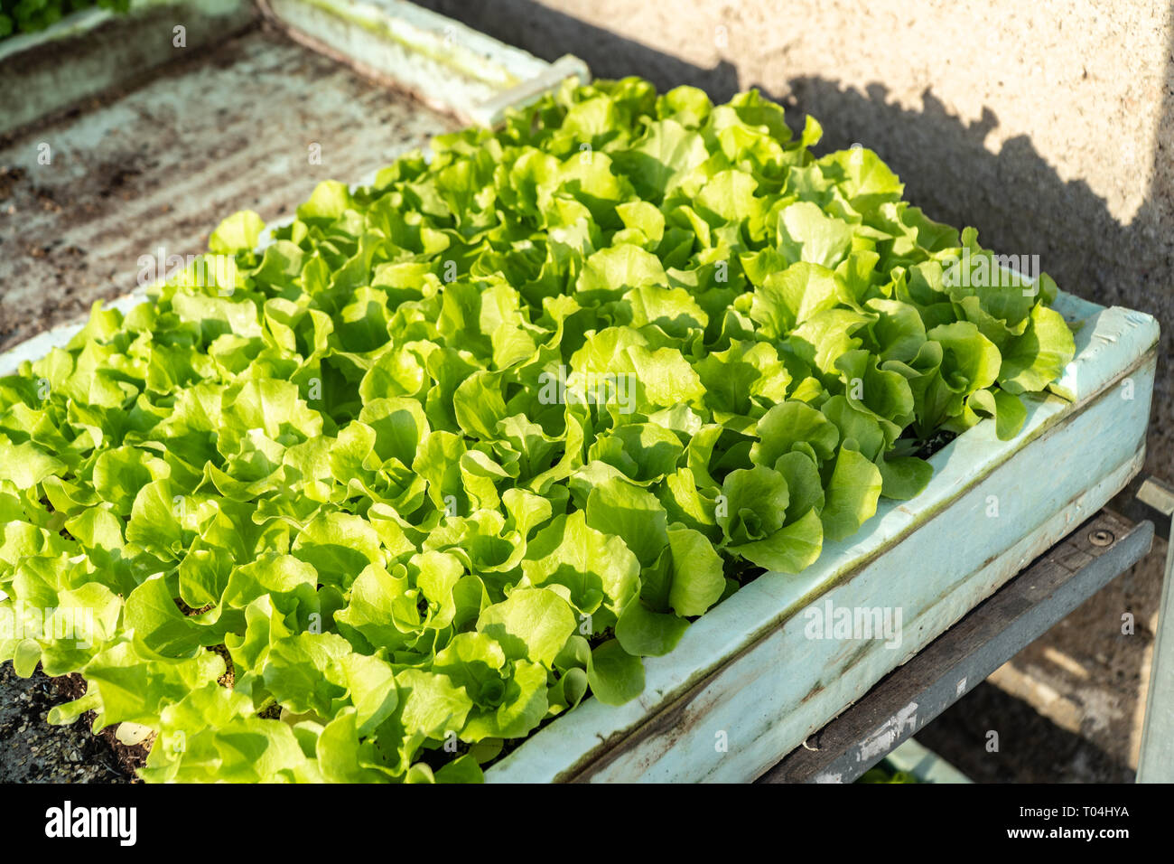Kleine Sämlinge von Kopfsalat wächst in Anbau Fach Stockfoto
