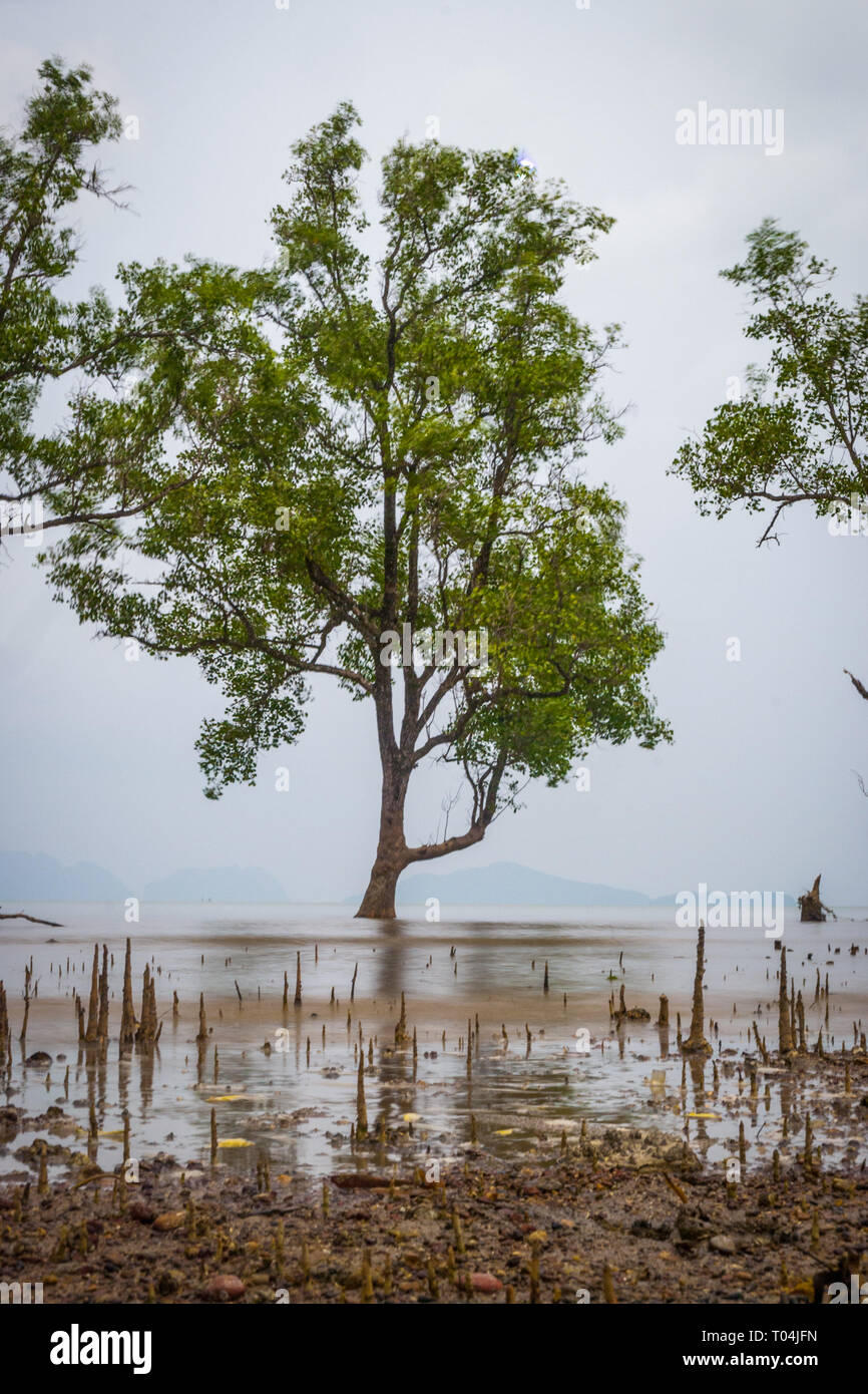 Ruhige Landschaft der Baum wächst aus dem Wasser, Koh Lanta, Thailand Stockfoto