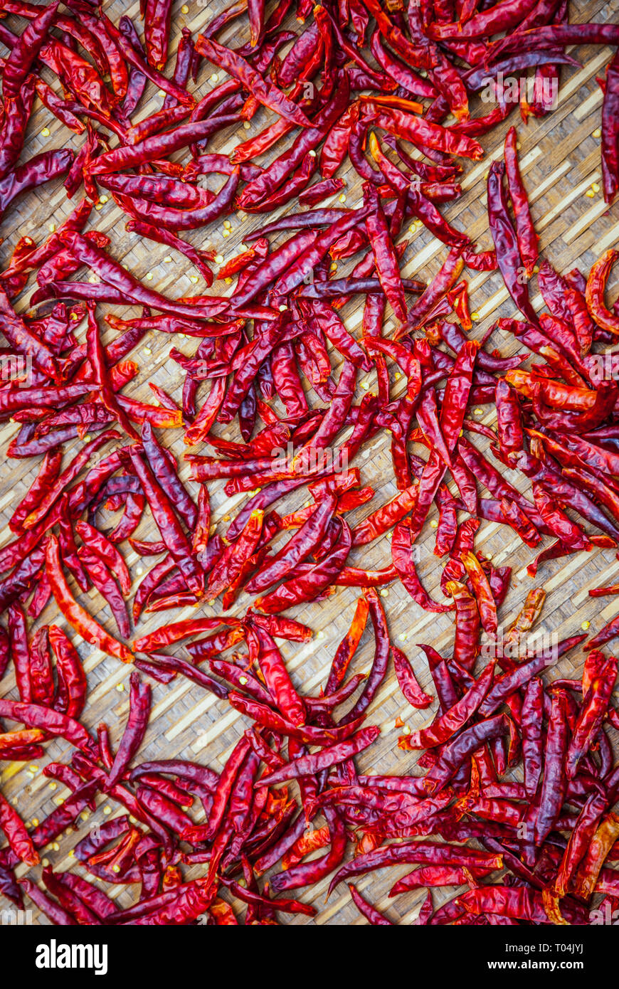 Hot red Thai chilis Trocknen draußen auf Holz- Oberfläche Stockfoto