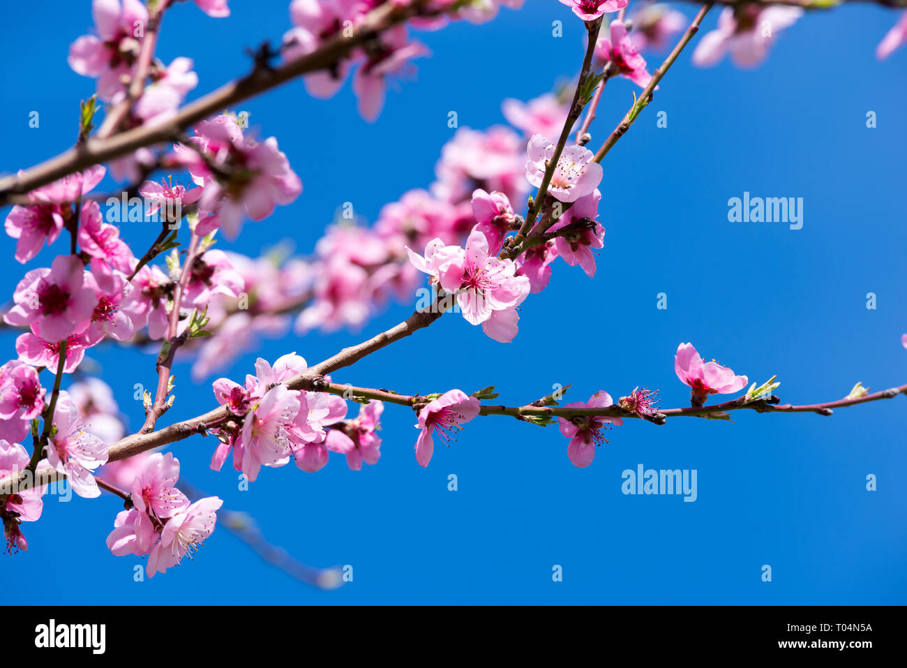 Pfirsichfarbene Blüten im Frühling. Stockfoto