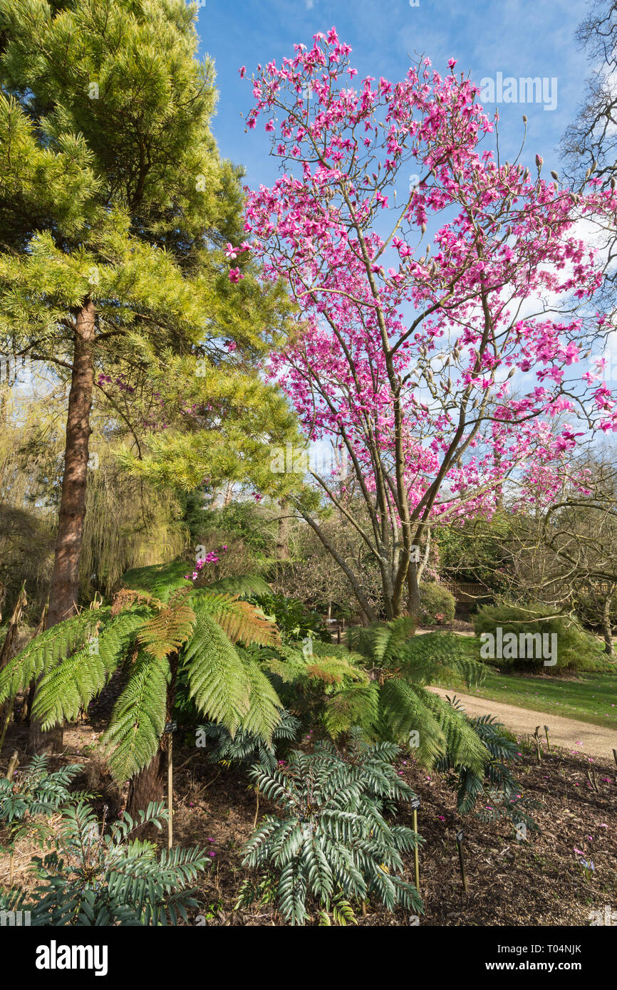 Baumfarne neben einem großen Magnolia sprengeri' Lanhydrock' Baum mit schönen rosa Blüten an Savill Garden, Windsor Great Park, Großbritannien Stockfoto