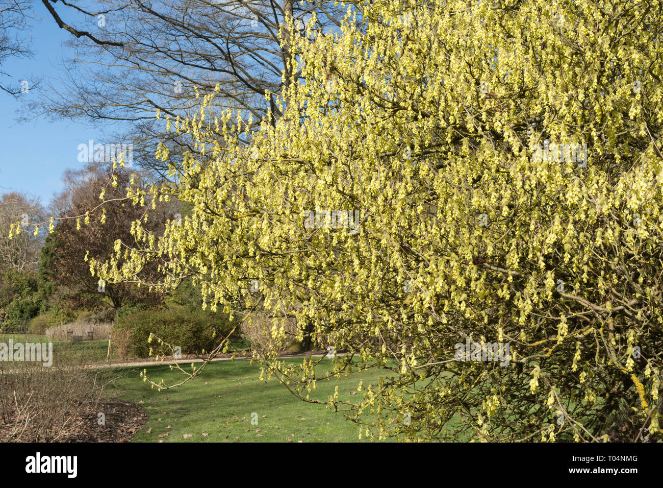 Winter Hazel (Corylopsis spicata) mit gelben Blüten im Frühjahr März in einem Englischen Garten, Großbritannien Stockfoto