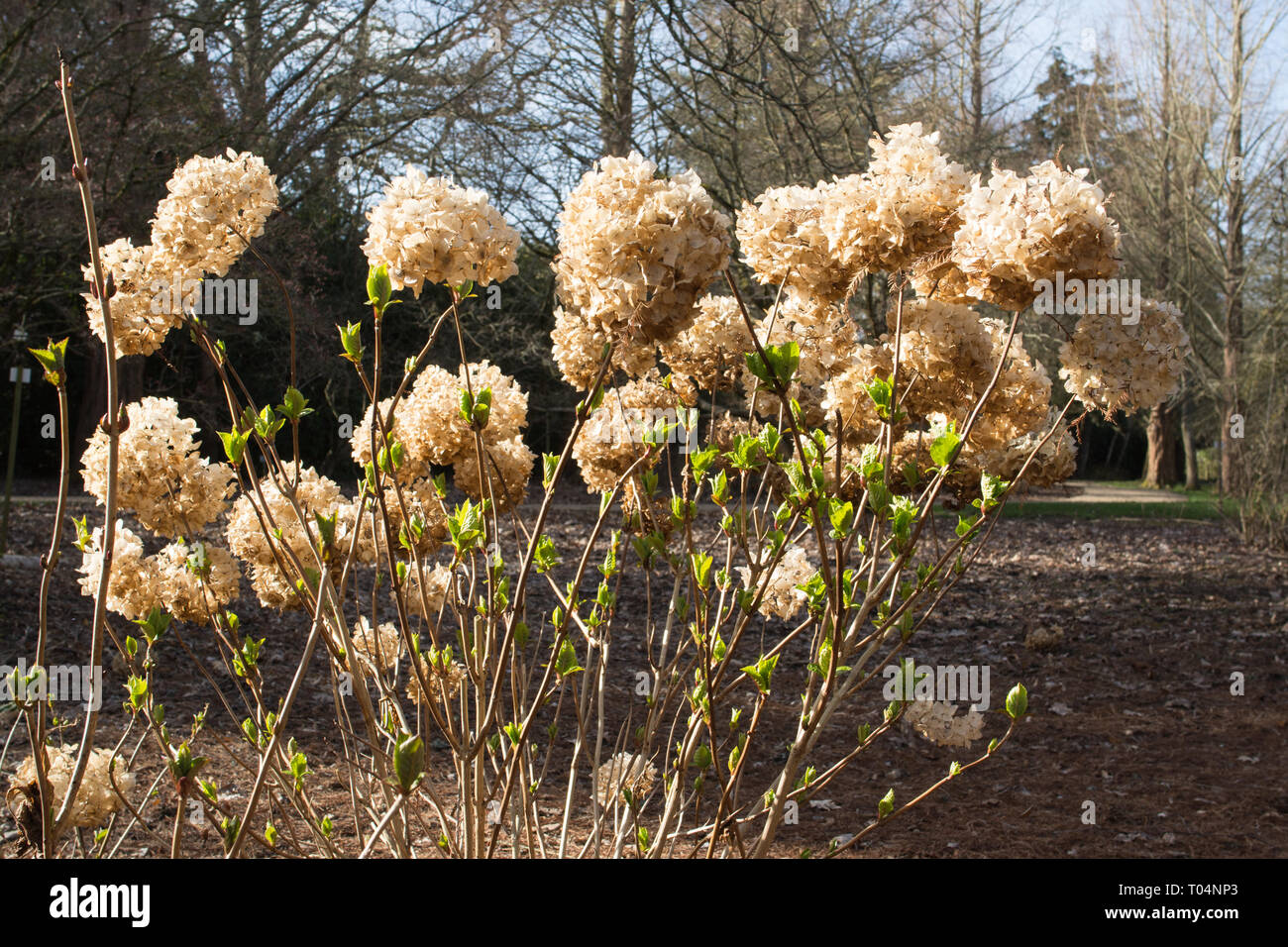 Hydrangea macrophylla Bush flower dead Heads (endet) in einen Englischen Garten Stockfoto