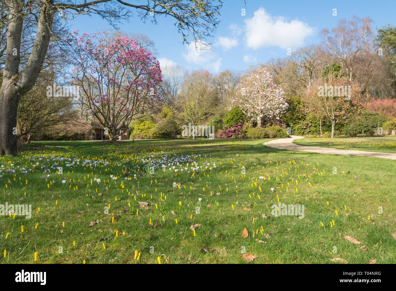 Die Feder garten Savill Garden im Windsor Great Park während der März mit Blumen und Magnolien in voller Blüte, Großbritannien Stockfoto