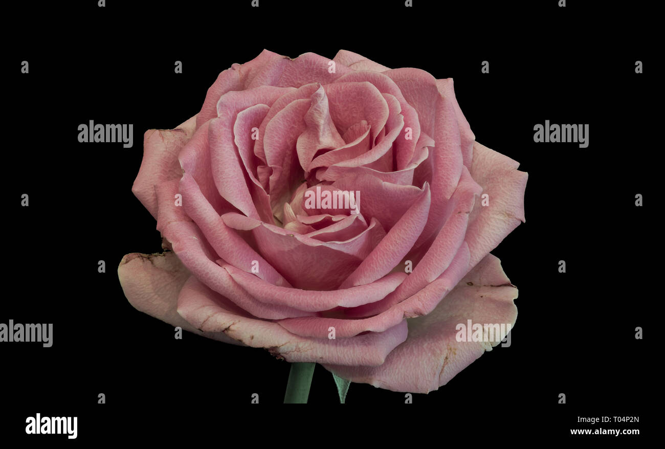 Noch immer leben in Pastelltönen Makro einer isolierten rosa Rose Blume mit Stiel und Blatt und detaillierte Textur auf schwarzen Hintergrund in vintage Malerei Stockfoto