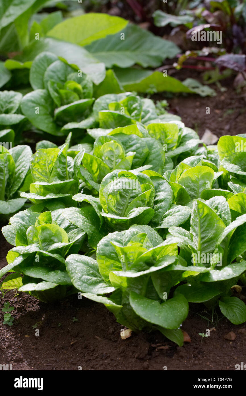 Lactuca Sativa. Salat in den Gemüsegarten. Stockfoto