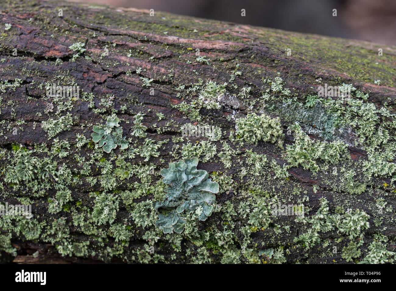 Grünen Flechten auf Baumstamm Makro Stockfoto
