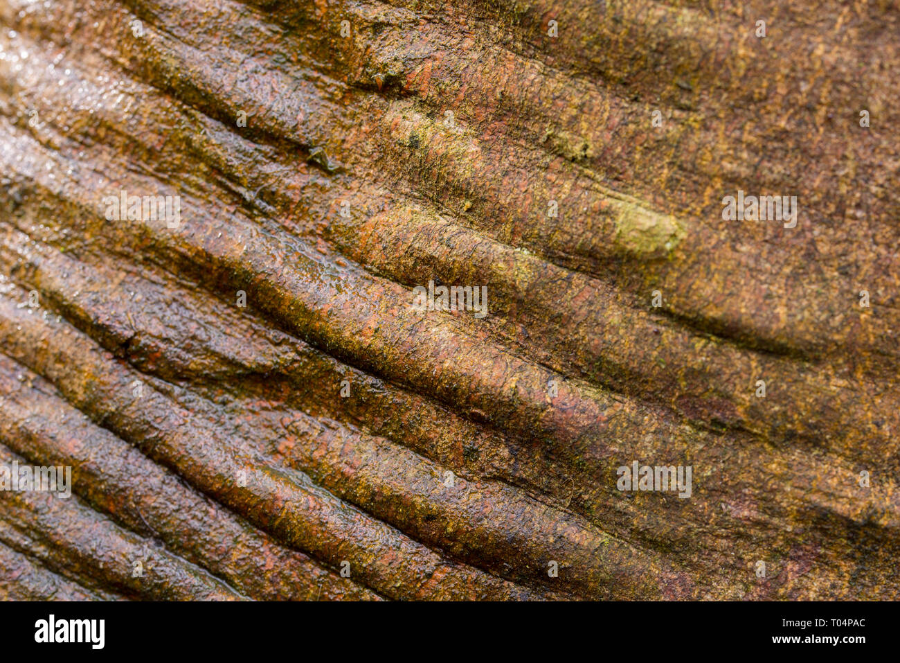 Nasse braun zerknittert Baumrinde Makro selektiven Fokus Stockfoto