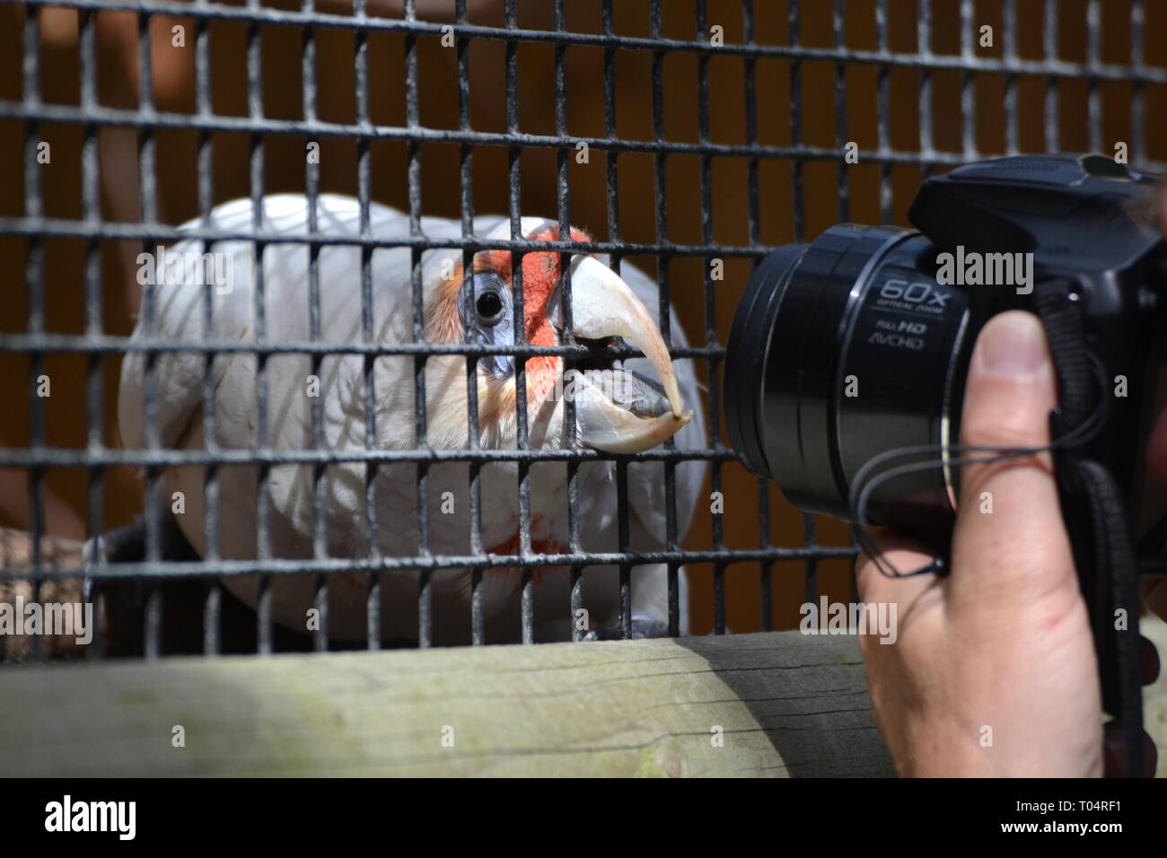 Fotograf mit einem seltsamen Papagei an der tropischen Flügel Zoo, Chelmsford, Essex, Großbritannien. Dieser Zoo geschlossen im Dezember 2017. Stockfoto
