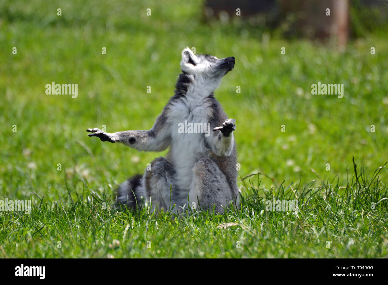Ring tailed Lemur in der Sonne auf dem Rasen im Tropical Flügel Zoo, Chelmsford, Essex, Großbritannien. Dieser Zoo geschlossen im Dezember 2017. Stockfoto
