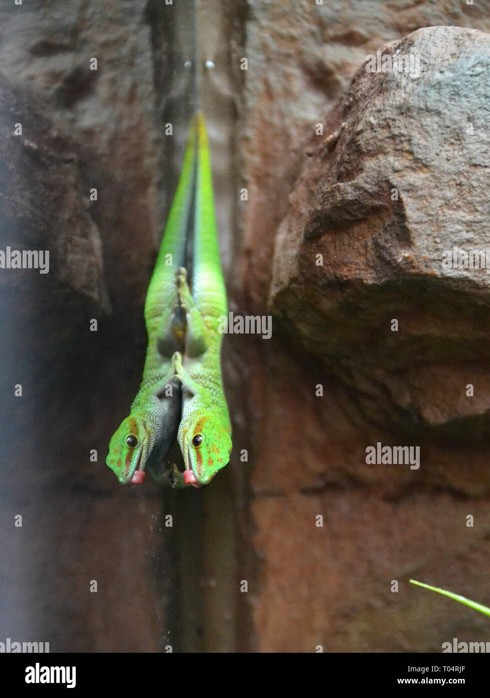 Green Day Gecko im Tropical Flügel Zoo, Chelmsford, Essex, Großbritannien. Dieser Zoo geschlossen im Dezember 2017. Stockfoto