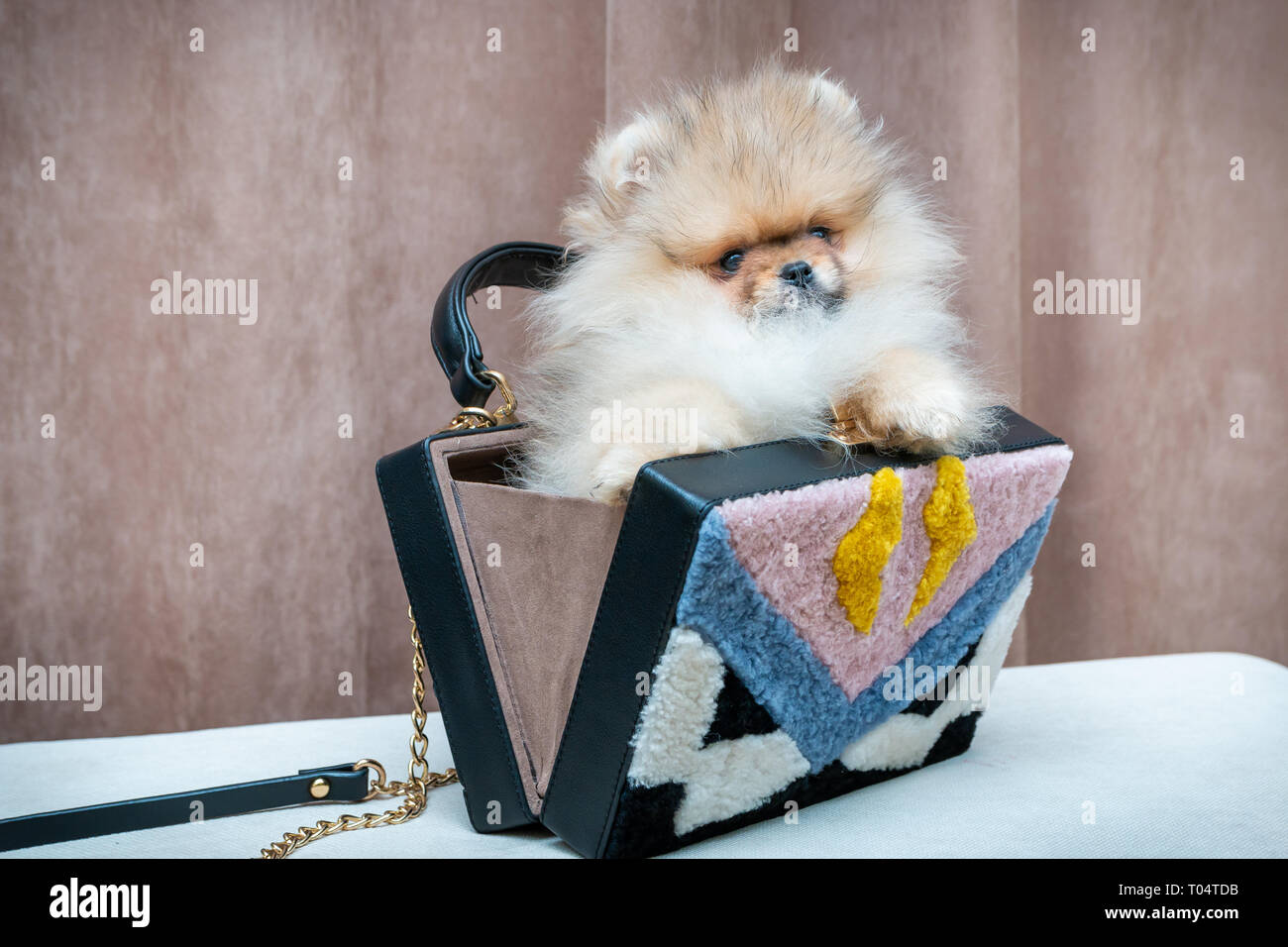 Cute pomeranian Welpen Hund in stilvolle weibliche Tasche. Luxus lifestyle Konzept. Stockfoto