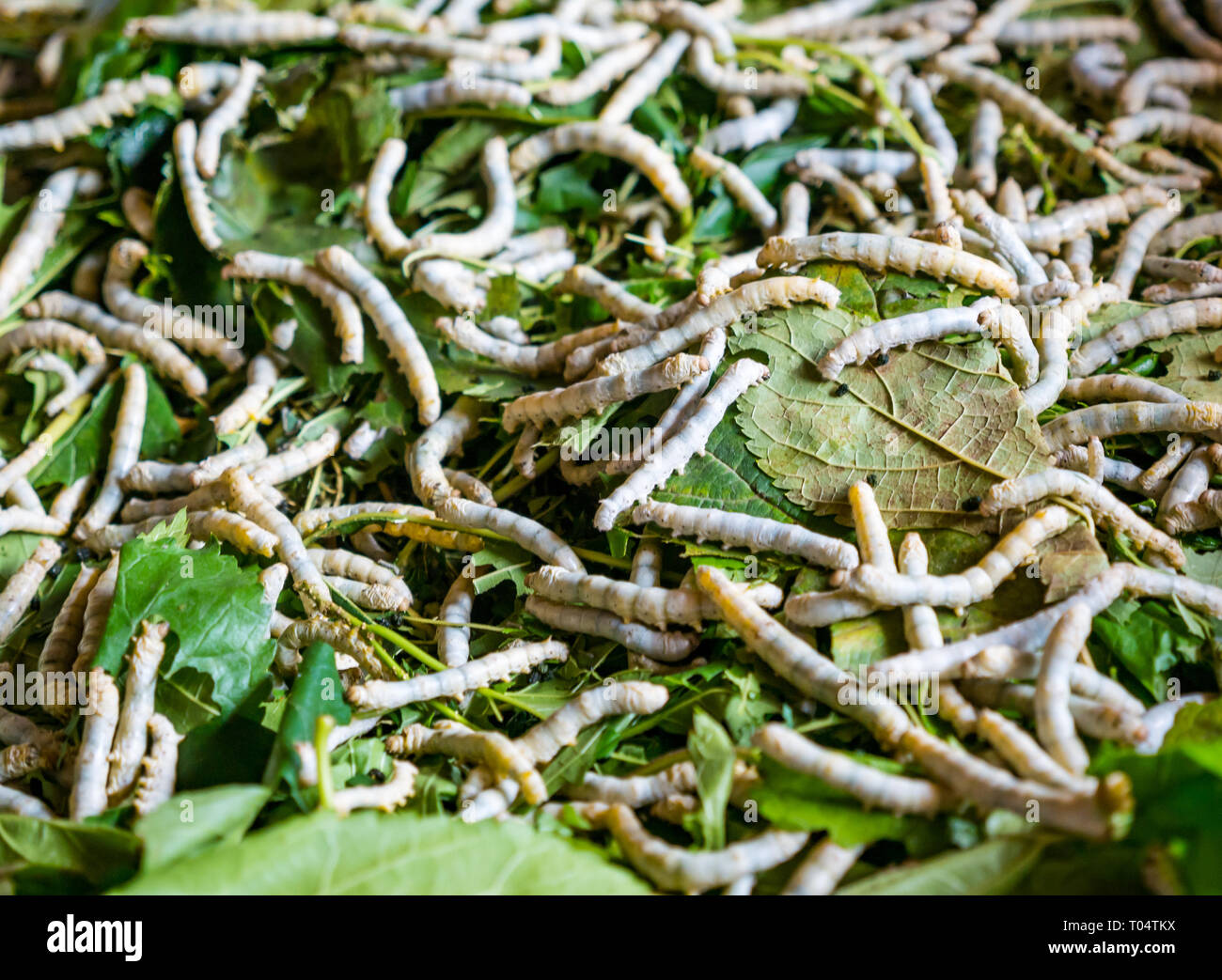 Nahaufnahme von Seidenraupen, Bombyx Mori, Fütterung von Maulbeerblättern, Luang Prabang, Laos, Asien Stockfoto