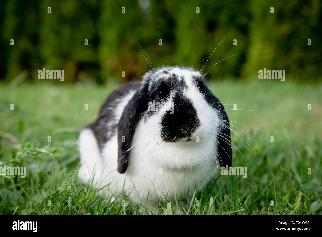 Eine schwarze und weiße Lop eared inländischen Bunny rabbit Pet in einem Gras garten oder Feld - Vorderansicht Stockfoto
