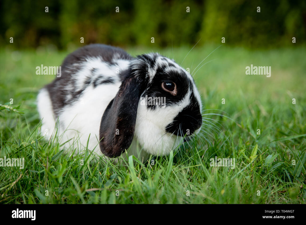 Eine schwarze und weiße Lop eared inländischen Bunny rabbit Pet in einem Gras garten oder Feld. Mit Blick auf die Kamera Stockfoto