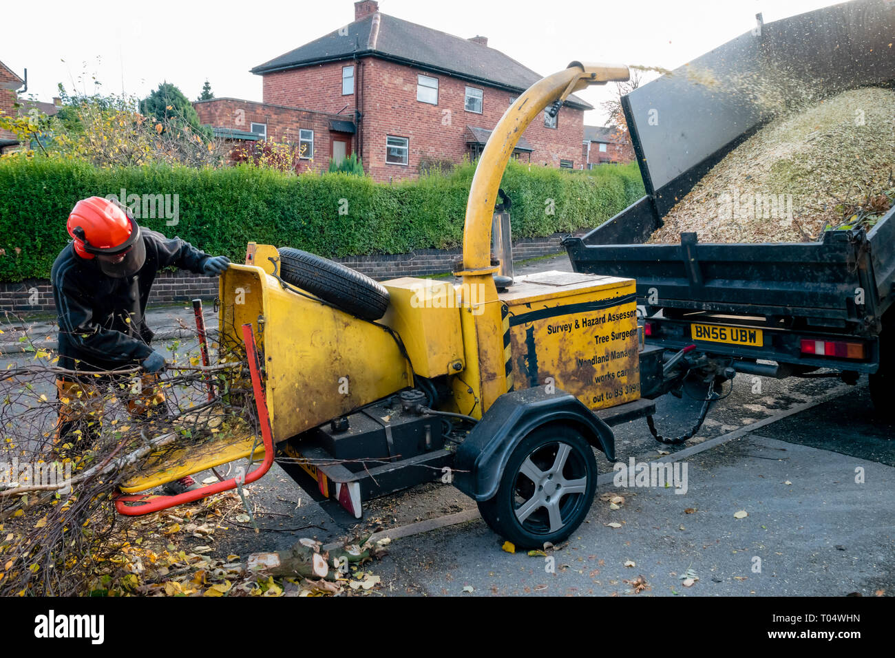 Ein Baum Chirurg in Helm Fütterung Äste in den Trichter einer Anhängelast aktiv Drum wood Chipper entladen Chips in einer angehobenen Dump Truck Bed Stockfoto Ein Baum Chirurg in Helm Fütterung Äste in den Trichter einer Anhängelast aktiv Drum wood Chipper entladen Chips in einer angehobenen Dump Truck Bed Stockfoto