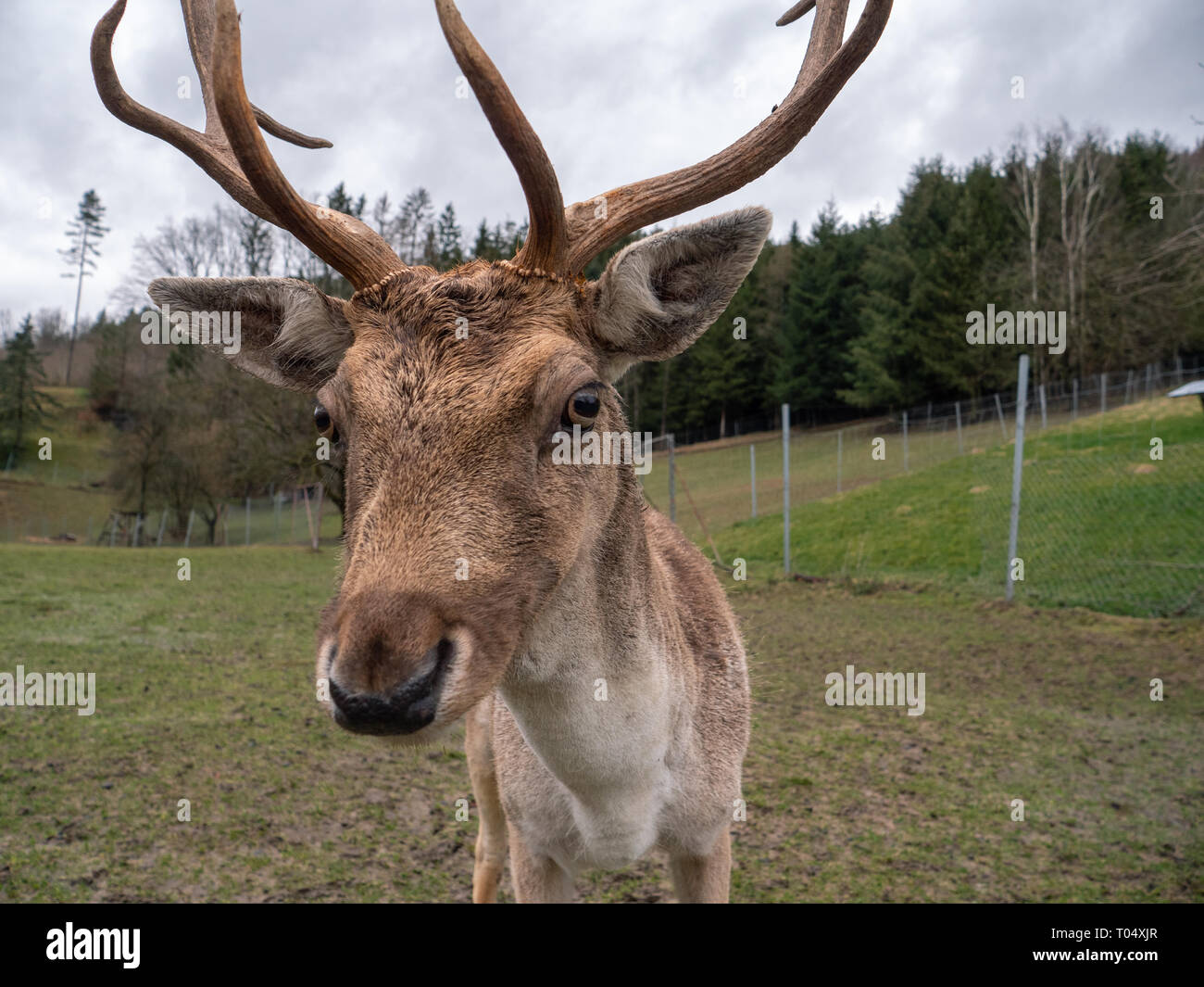 Ein Damwild Buck mit Geweih im Gehäuse auf einem Bauernhof oder Züchter Stockfoto