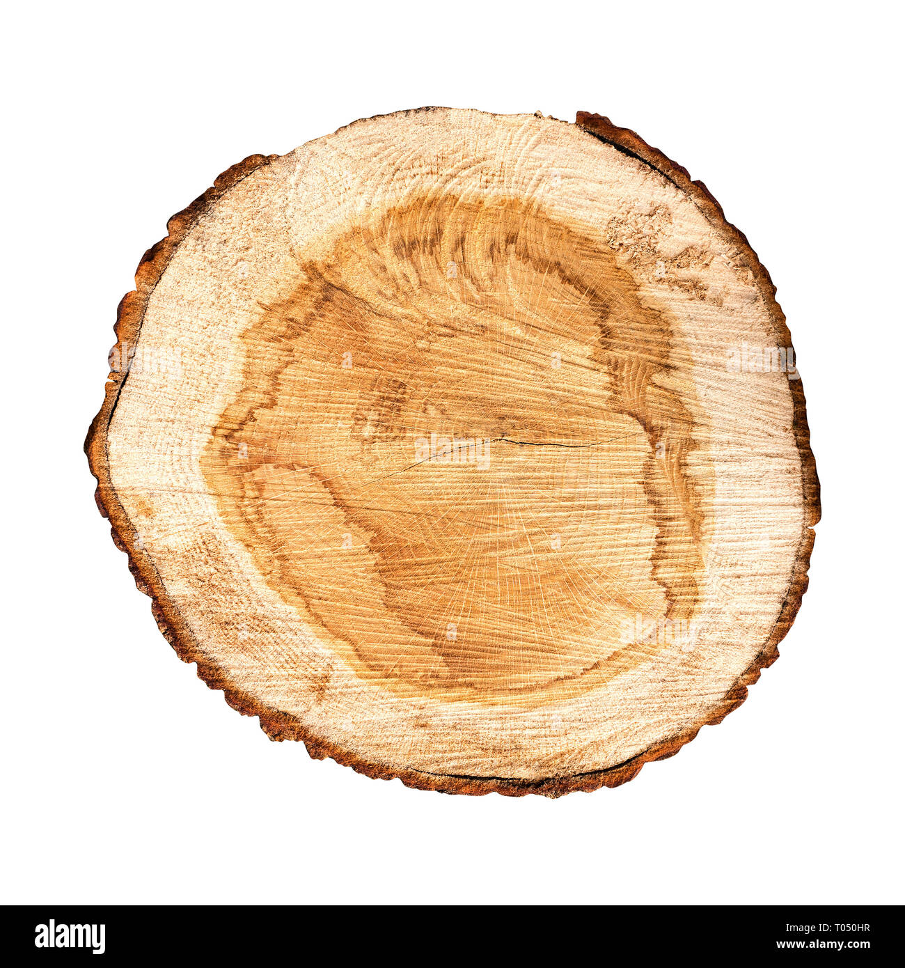 Querschnitt der Baumstamm isoliert auf weißem Hintergrund Stockfoto