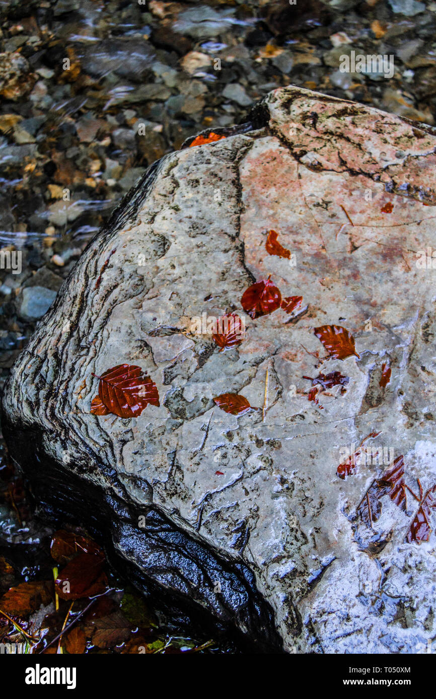 Blätter auf einem Stein im Fluss Stockfoto