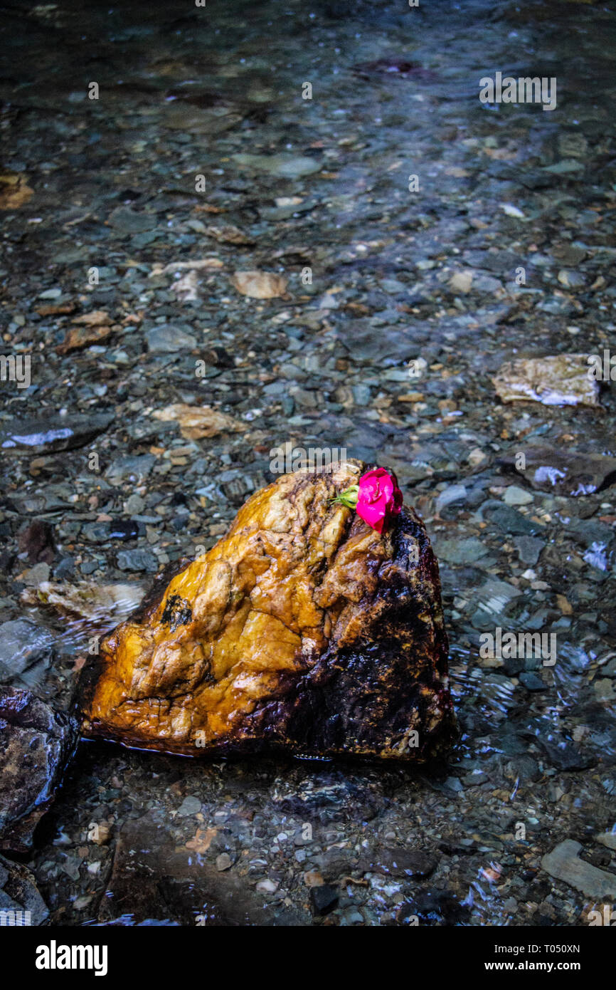 Blume auf einem Stein in einem Flussbett Stockfoto
