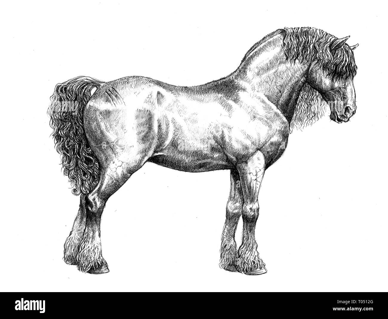 Draft Horse Zeichnung. Starke Pferde bleistift Abbildung. Stockfoto