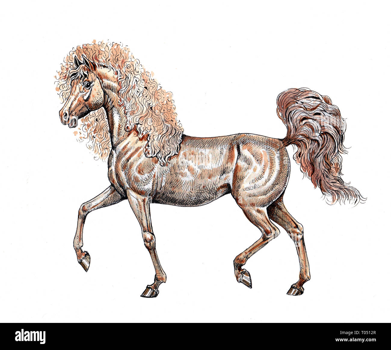 Curly Horse. Equine Art Tinte Zeichnung und Aquarell. Stockfoto
