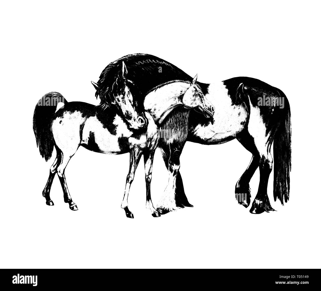 Pferde in der Liebe. Pferd Abbildung. Digitale Zeichnung. Stockfoto