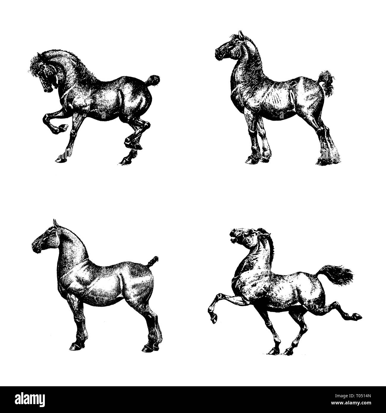 Pferde Zeichnung eingestellt werden. Pferd digitale Illustration. Stockfoto