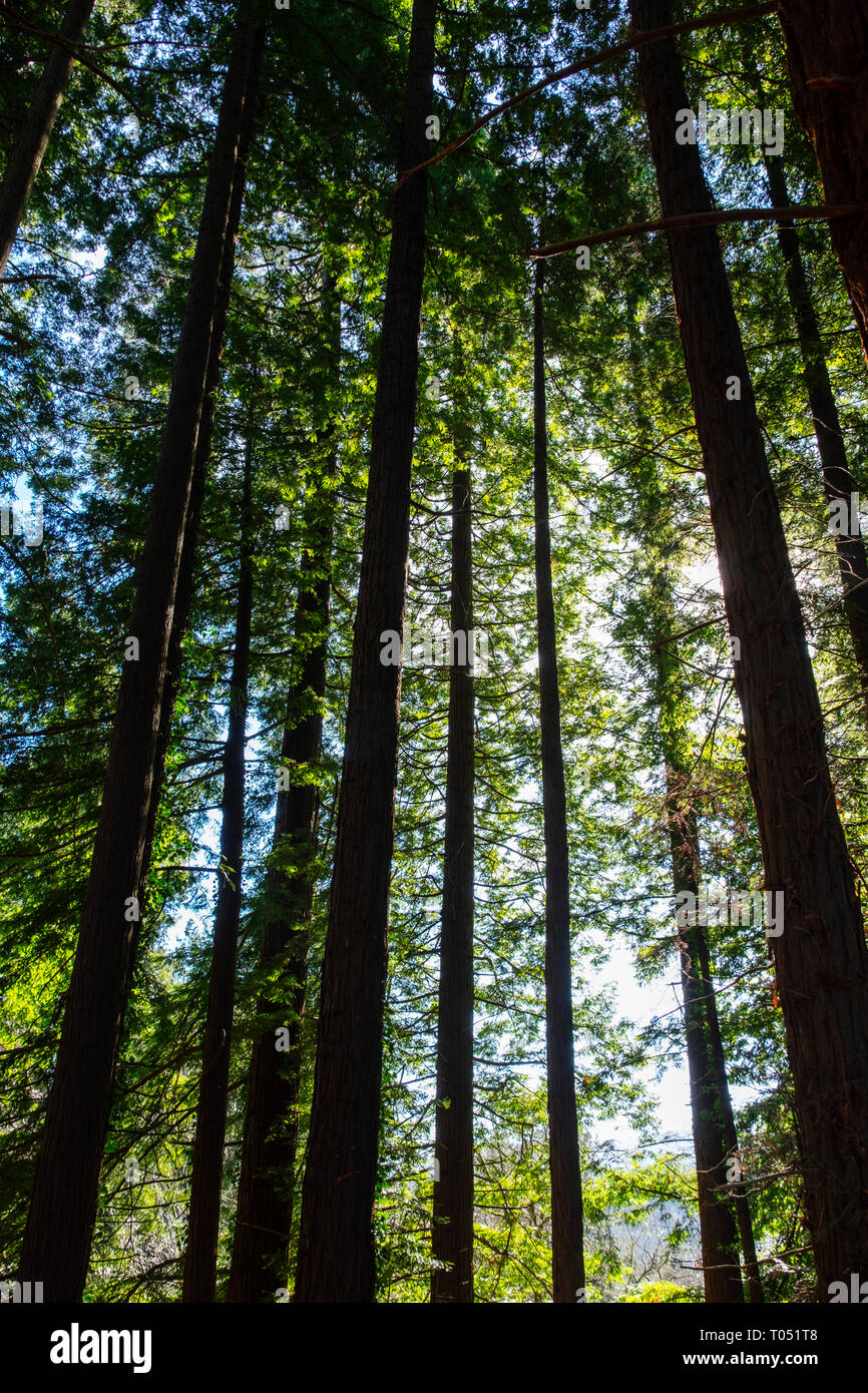 Geschützten natürlichen Raum. Sequoya (Sequoia sempervirens). Naturdenkmal von Sequoia Bäumen am Monte Cabezon. Cabezon de la Sal, Kantabrien. Spanien, Euro Stockfoto